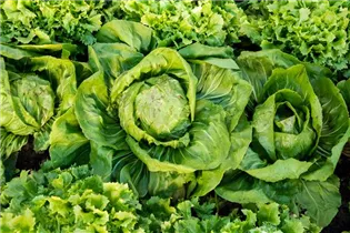 Lactuca sativa var. capitata - Kopfsalat