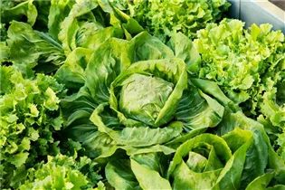 Lactuca sativa var. capitata - Kopfsalat