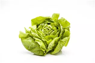 Lactuca sativa var. capitata - Kopfsalat