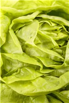 Lactuca sativa var. capitata - Kopfsalat