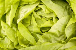 Lactuca sativa var. capitata - Kopfsalat