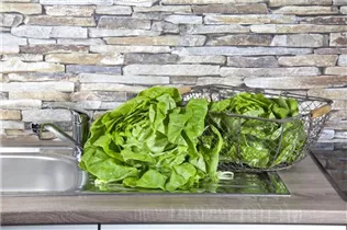 Lactuca sativa var. capitata - Kopfsalat