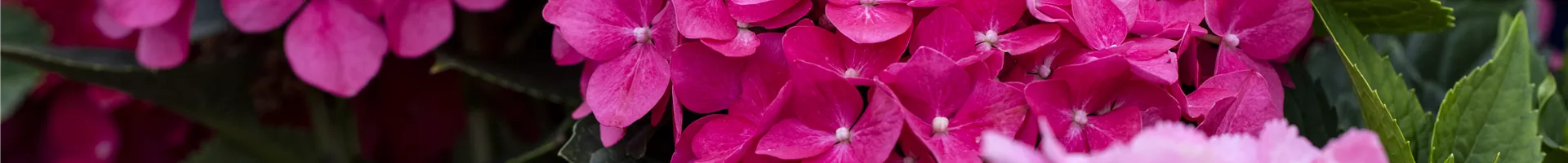 Hydrangea macrophylla, rosarot Hydrangea macrophylla, rosarot