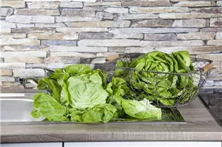 Lactuca sativa var. capitata - Kopfsalat