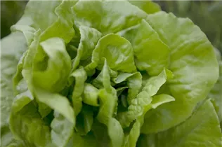 Lactuca sativa var. capitata - Kopfsalat