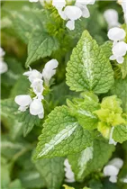 Lamium maculatum 'Album' - Gefleckte Garten-Taubnessel 'Album' Lamium maculatum 'Album' - Gefleckte Garten-Taubnessel 'Album'
