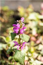 Lamium maculatum 'Beacon Silver' - Gefleckte Garten-Taubnessel 'Beacon Silver'