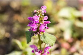 Lamium maculatum 'Beacon Silver' - Gefleckte Garten-Taubnessel 'Beacon Silver'