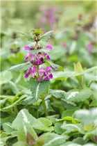 Lamium maculatum 'Chequers' - Gefleckte Garten-Taubnessel 'Chequers'