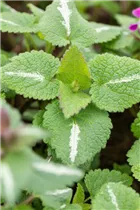 Lamium maculatum 'Chequers' - Gefleckte Garten-Taubnessel 'Chequers'