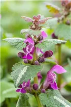 Lamium maculatum 'Chequers' - Gefleckte Garten-Taubnessel 'Chequers'