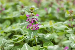 Lamium maculatum 'Chequers' - Gefleckte Garten-Taubnessel 'Chequers'