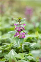 Lamium maculatum 'Chequers' - Gefleckte Garten-Taubnessel 'Chequers'
