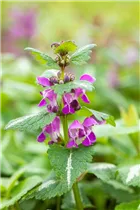 Lamium maculatum 'Chequers' - Gefleckte Garten-Taubnessel 'Chequers'