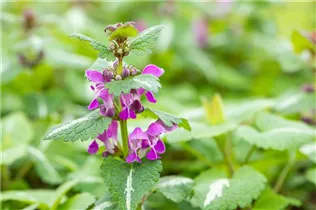 Lamium maculatum 'Chequers' - Gefleckte Garten-Taubnessel 'Chequers'