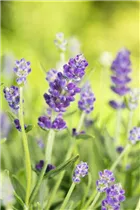 Lavandula angustifolia 'Essence Purple' - Provence-Garten-Lavendel 'Essence Purple'