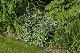 Lamium maculatum 'Roseum' - Gefleckte Garten-Taubnessel 'Roseum' Lamium maculatum 'Roseum' - Gefleckte Garten-Taubnessel 'Roseum'