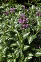 Lamium maculatum 'Roseum' - Gefleckte Garten-Taubnessel 'Roseum' Lamium maculatum 'Roseum' - Gefleckte Garten-Taubnessel 'Roseum'
