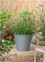 Lavandula angustifolia 'Hidcote' - Echter Lavendel 'Hidcote' Lavandula angustifolia 'Hidcote' - Echter Lavendel 'Hidcote'