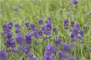 Lavandula angustifolia 'Hidcote' - Echter Lavendel 'Hidcote' Lavandula angustifolia 'Hidcote' - Echter Lavendel 'Hidcote'