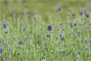 Lavandula angustifolia 'Hidcote' - Echter Lavendel 'Hidcote' Lavandula angustifolia 'Hidcote' - Echter Lavendel 'Hidcote'