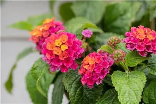 Lantana camara 'Havana' - Wandelröschen 'Havana'
