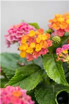 Lantana camara 'Havana' - Wandelröschen 'Havana'