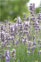 Lavandula angustifolia 'Munstead' - Lavendel