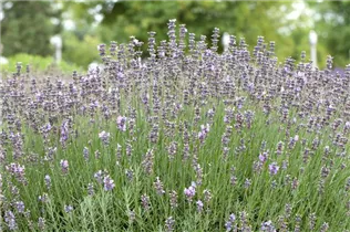 Lavandula angustifolia 'Munstead' - Lavendel