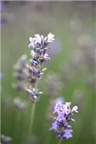 Lavandula angustifolia 'Munstead' - Lavendel