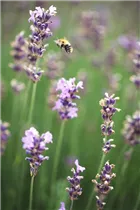 Lavandula angustifolia 'Munstead' - Lavendel