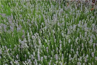 Lavandula angustifolia 'Munstead' - Lavendel