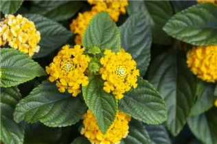 Lantana camara SunFun® - Wandelröschen SunFun®