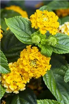 Lantana camara SunFun® - Wandelröschen SunFun®