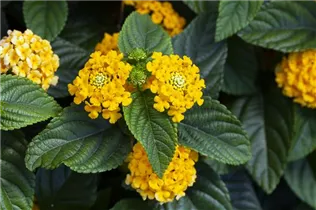 Lantana camara SunFun® - Wandelröschen SunFun®