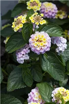 Lantana camara SunFun® - Wandelröschen SunFun®