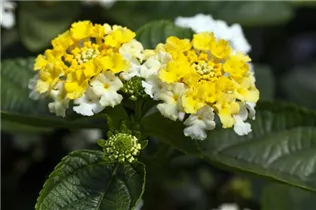 Lantana camara SunFun® - Wandelröschen SunFun®