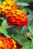 Lantana camara SunFun® - Wandelröschen SunFun®