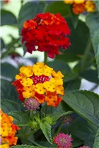 Lantana camara SunFun® - Wandelröschen SunFun®