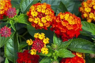 Lantana camara SunFun® - Wandelröschen SunFun®