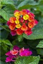 Lantana camara SunFun® - Wandelröschen SunFun®