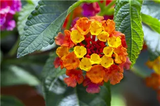 Lantana camara SunFun® - Wandelröschen SunFun®