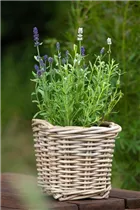 Lavandula angustifolia 'Twin' - Echter Lavendel 'Twin' Lavandula angustifolia 'Twin' - Echter Lavendel 'Twin'