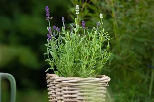 Lavandula angustifolia 'Twin' - Echter Lavendel 'Twin' Lavandula angustifolia 'Twin' - Echter Lavendel 'Twin'