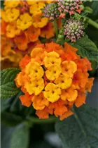 Lantana camara Tropic Lantana® - Lantana camara Tropic Lantana®