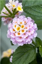 Lantana camara Tropic Lantana® - Lantana camara Tropic Lantana®