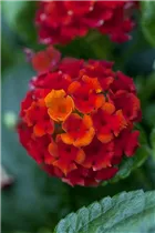 Lantana camara Tropic Lantana® - Lantana camara Tropic Lantana®