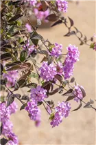 Lantana montevidensis - Wandelröschen Lantana montevidensis - Wandelröschen
