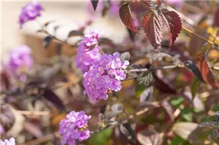Lantana montevidensis - Wandelröschen Lantana montevidensis - Wandelröschen