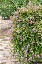 Lantana montevidensis - Wandelröschen Lantana montevidensis - Wandelröschen